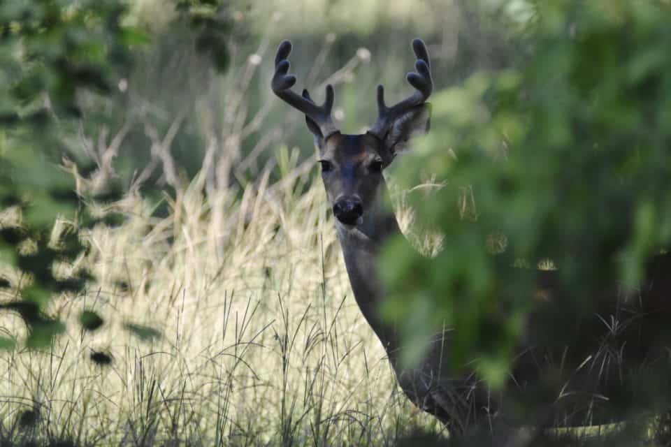 White-tailed Deer at Little Piney, Bastrop TX