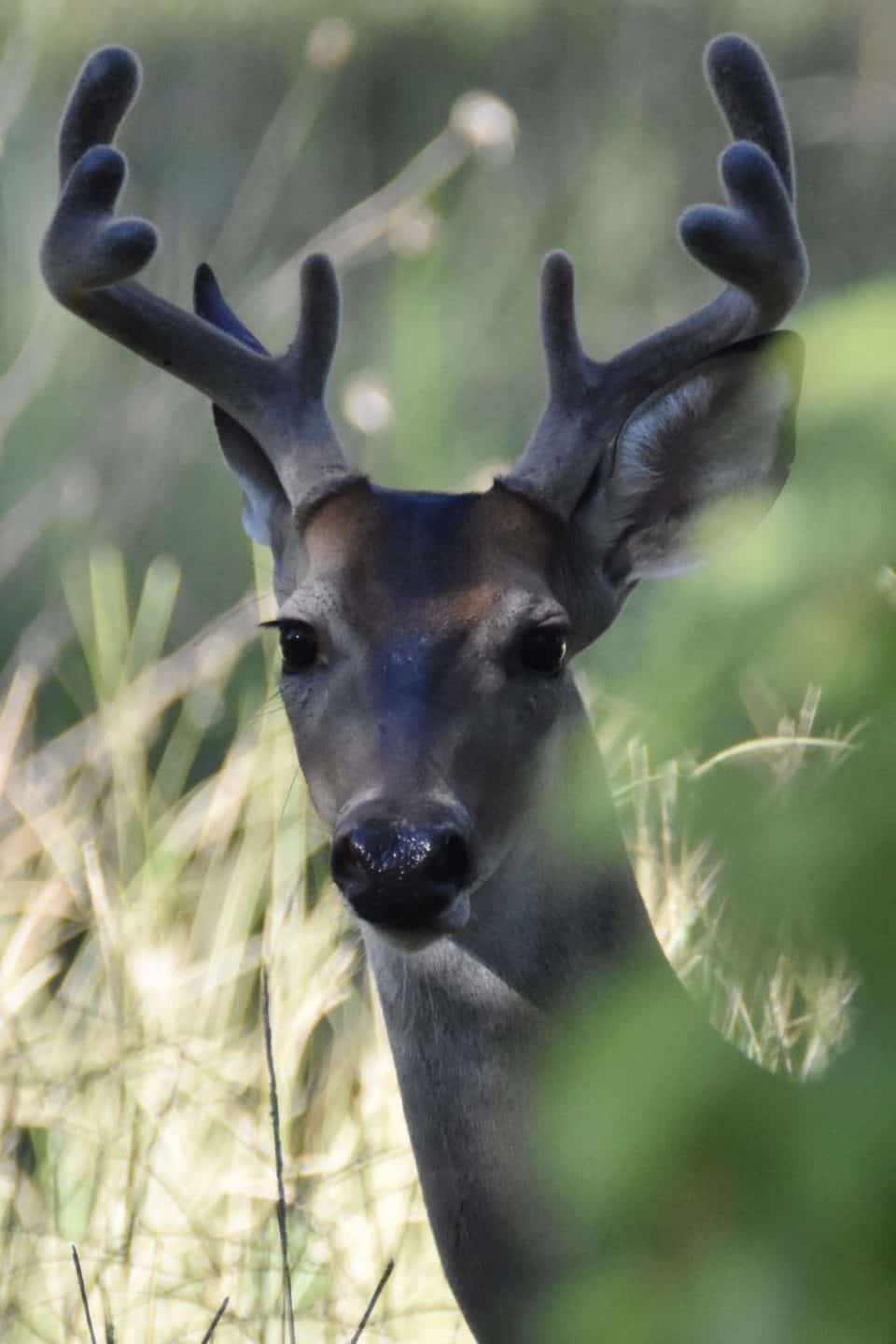 White-tailed Deer at Little Piney, Bastrop TX