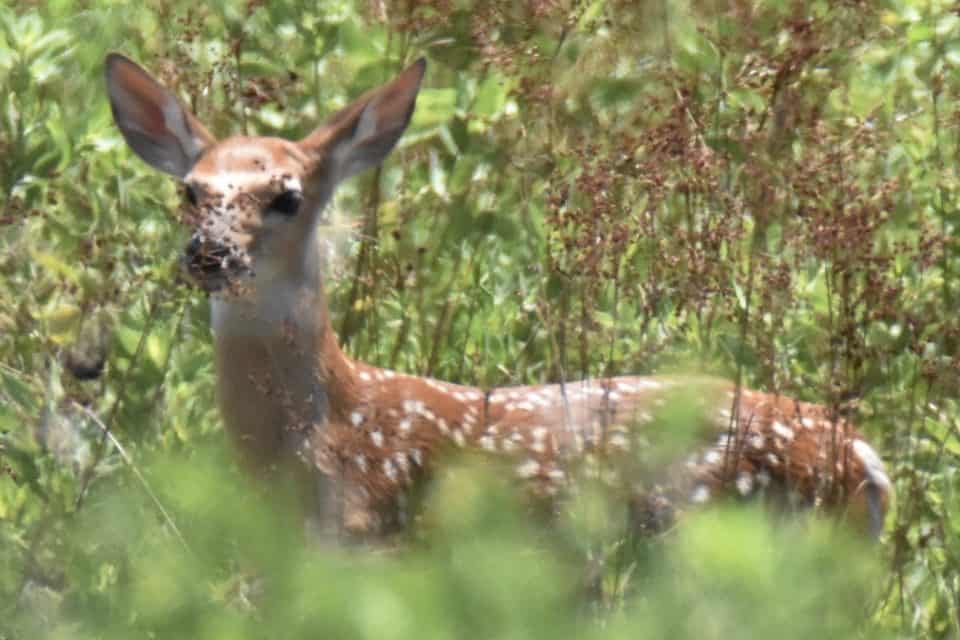 Fawn at Little Piney Bastrop TX