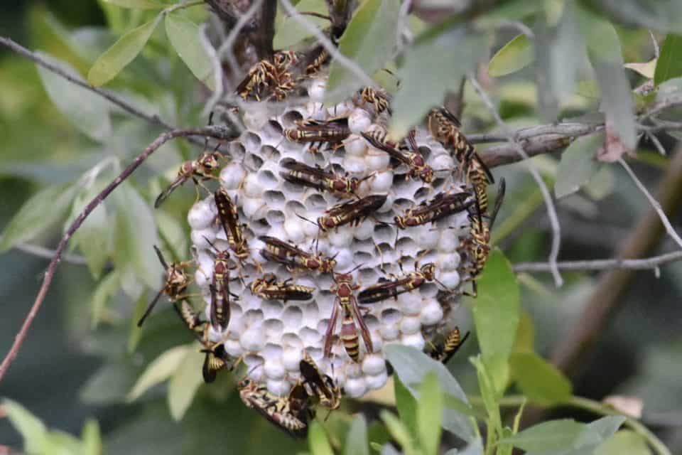 Paper Wasp Nest, Bastrop Tx
