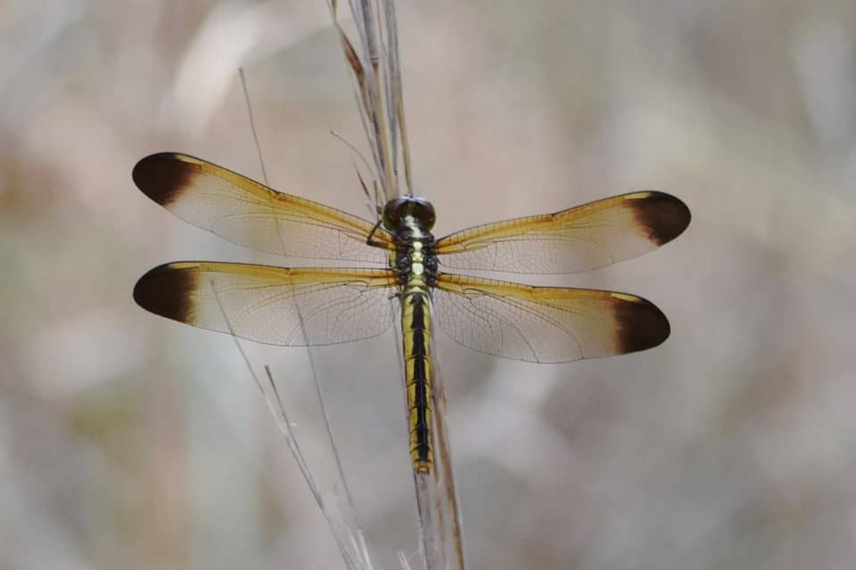 Yellow-sided Skimmer