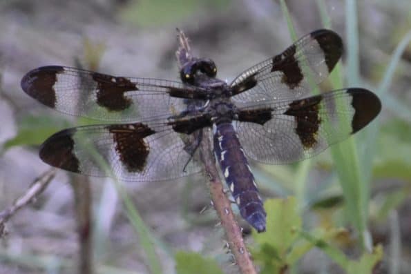 Dragonflies of Bastrop Tx