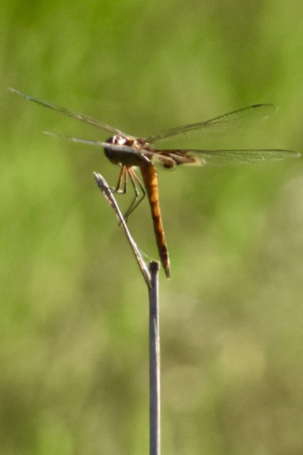 Dragonflies of Bastrop Tx