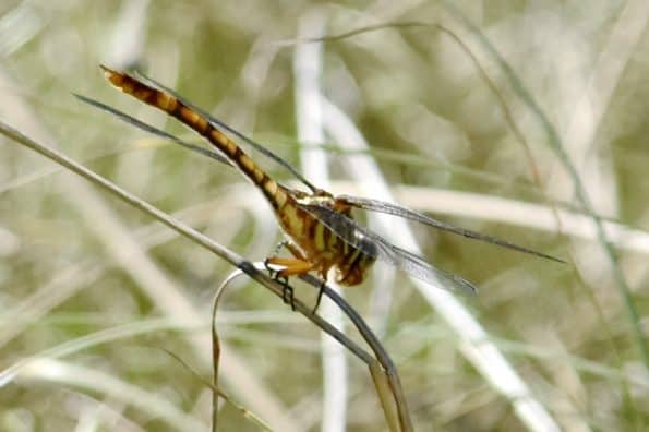 Dragonflies of Bastrop Tx