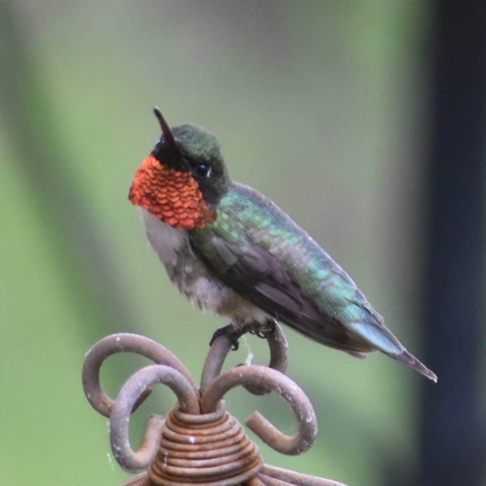 Dark green and orange bird on a branch