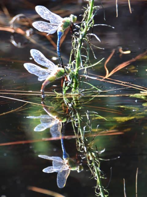 White winged dragonfly flying on top of the water