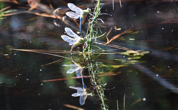White winged dragonfly flying on top of the water