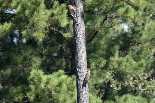 Red-shouldered Hawks at Little Piney, Bastrop TX