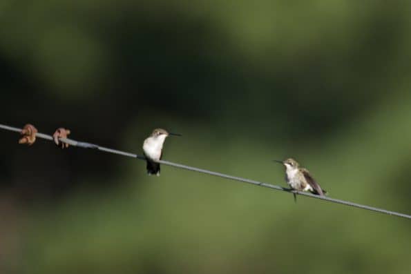 Ruby-throated Hummingbirds at Little Piney, Bastrop TX