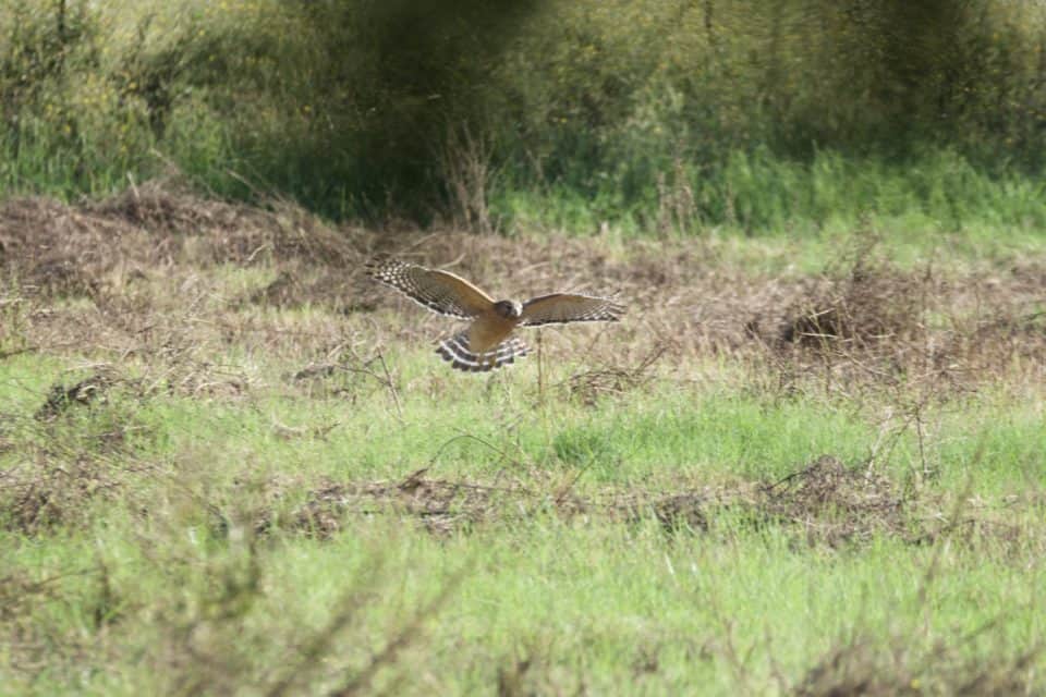 Hunting Red-Shouldered Hawk