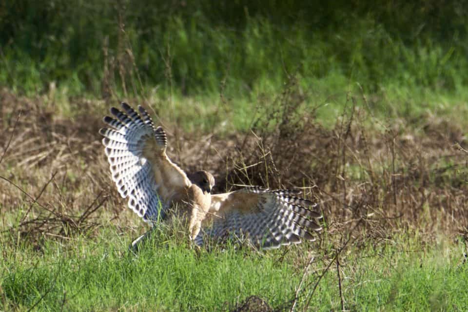 Red-shouldered Hawk Hunting