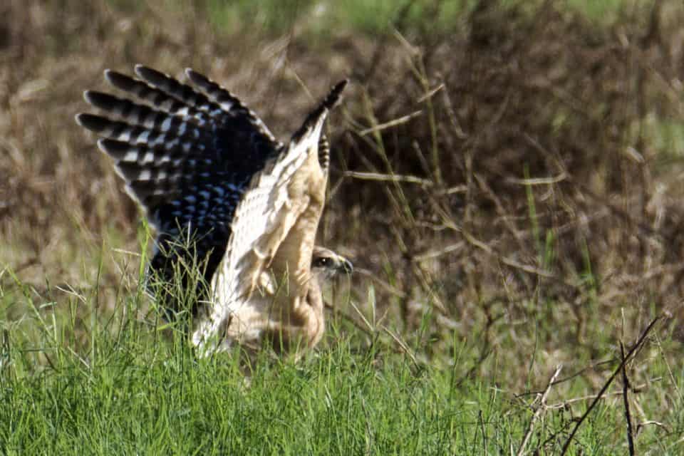 Red-shouldered Hawk Hunting