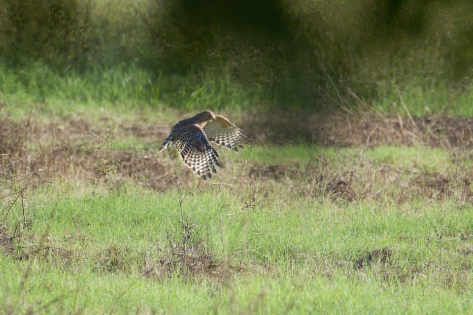  Red-Shouldered Hawk Hunting