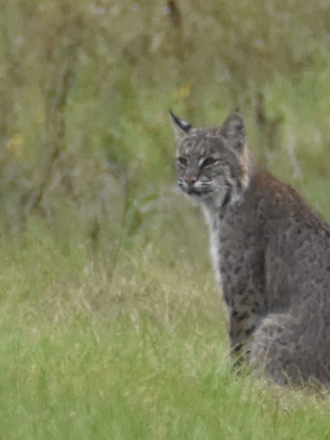 image of a bobcat in bastrop tx
