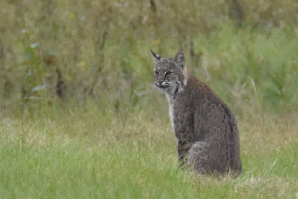 image of a bobcat in bastrop tx