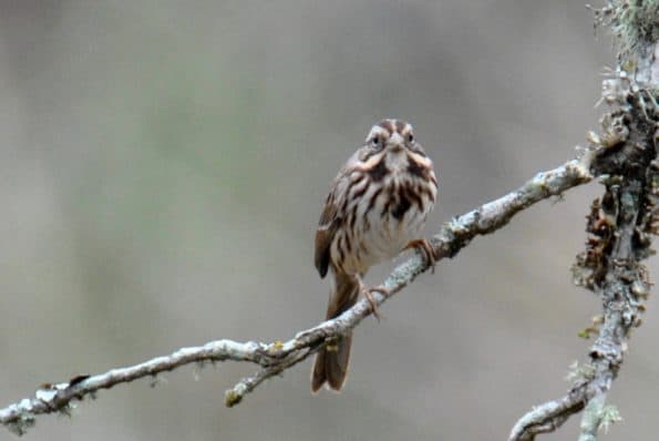 Image of a Song Sparrow showing identifying marks