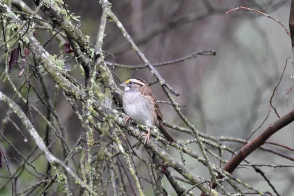 White-throated Sparrow at Little Piney Bastrop TX