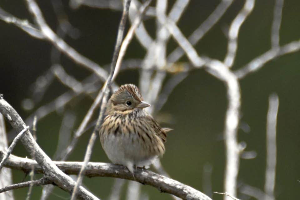 Lincoln's Sparrow at Little Piney Bastrop TX