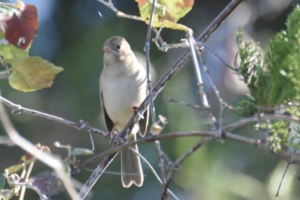 Field Sparrow at Little Piney Bastrop TX