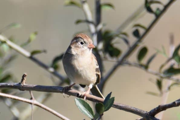 The Field Sparrow Captured At Bastrop Texas