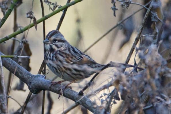 Song Sparrow at Little Piney Bastrop TX