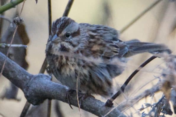 Song Sparrow at Little Piney Bastrop TX