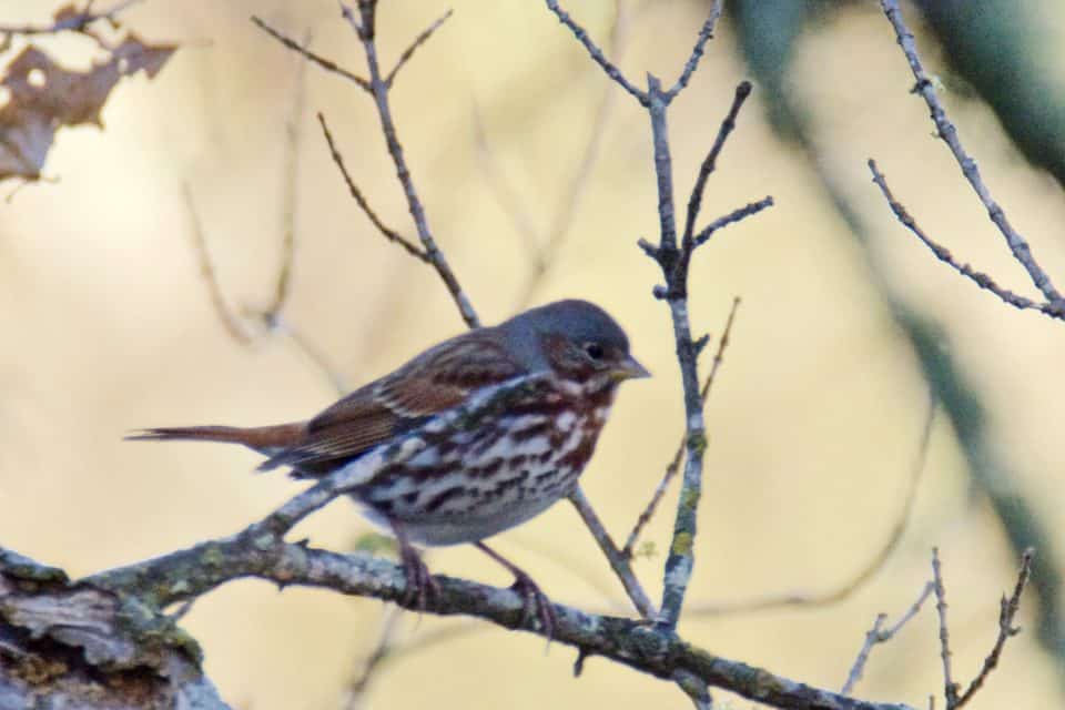 Fox Sparrow at Little Piney Bastrop TX