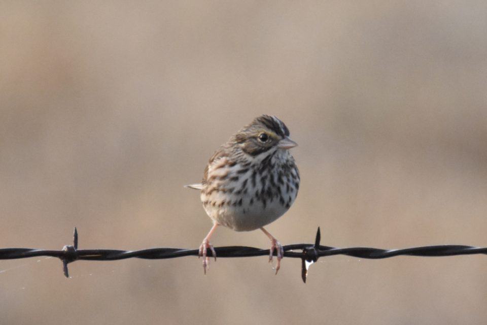 Savannah Sparrow Bastrop TX