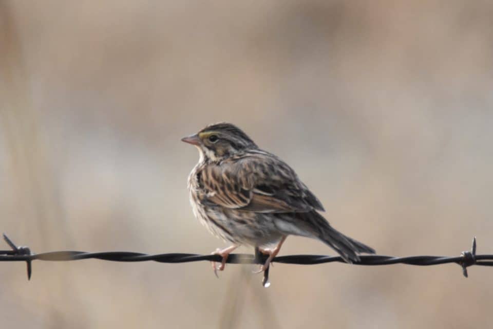 Savannah Sparrow Bastrop TX