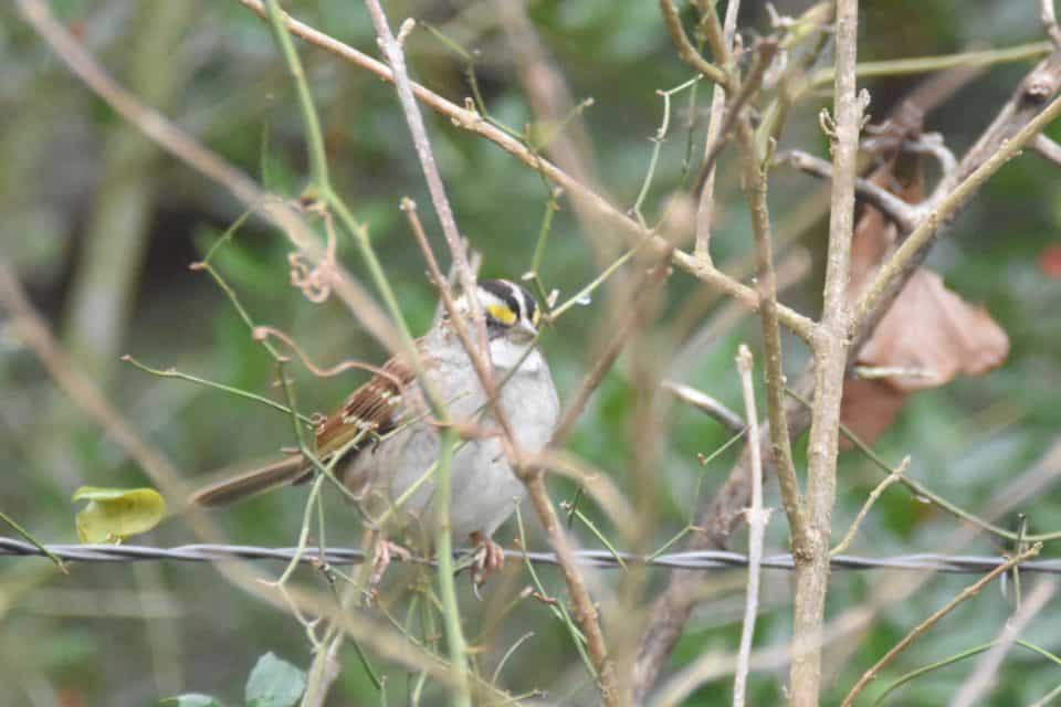 White-throated Sparrow at Little Piney, Bastrop TX