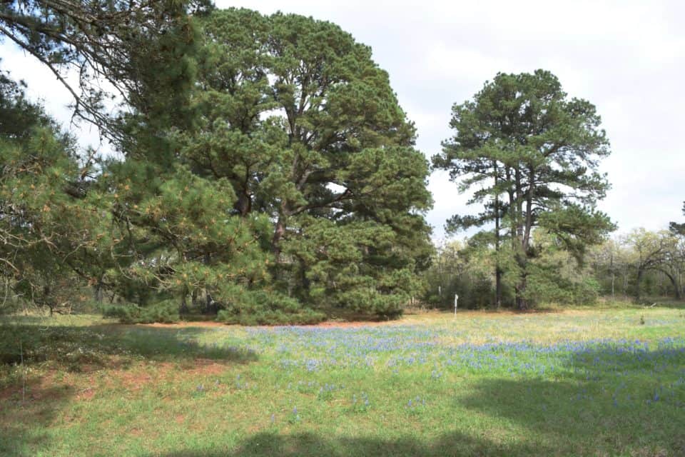 Bluebonnets and Indian Paintbrushes Bastrop TX