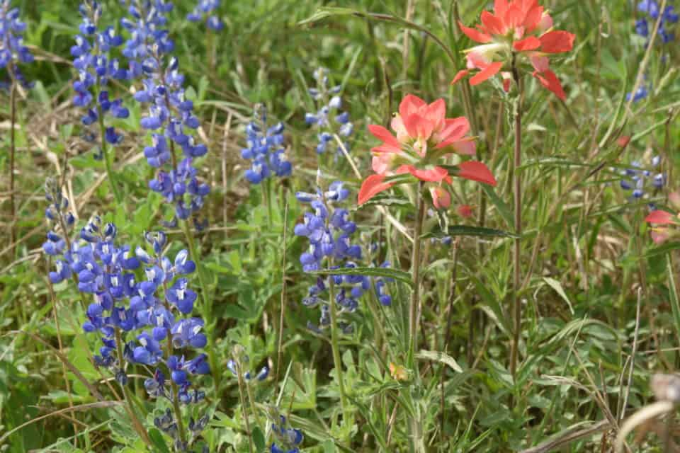 Bluebonnets and Indian Paintbrushes Bastrop TX