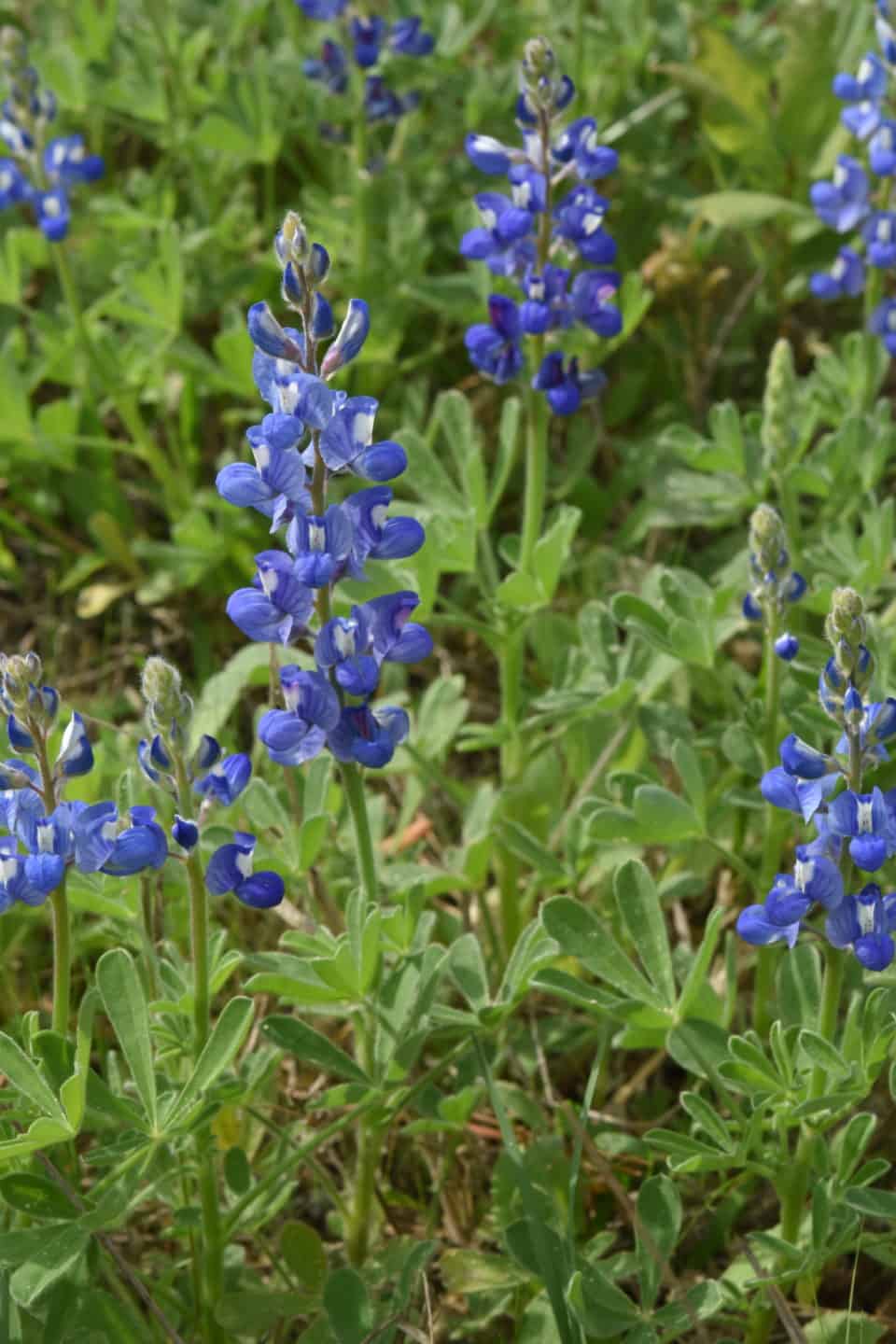 Bluebonnets Bastrop TX