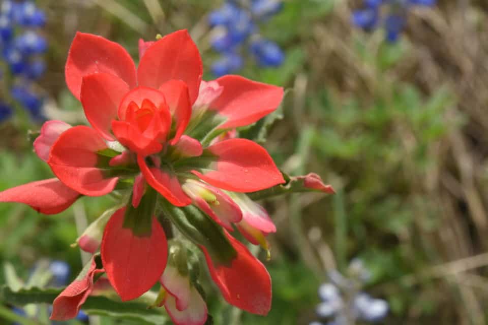  Indian Paintbrushes Bastrop TX