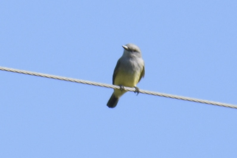 Western Kingbird Bastrop TX