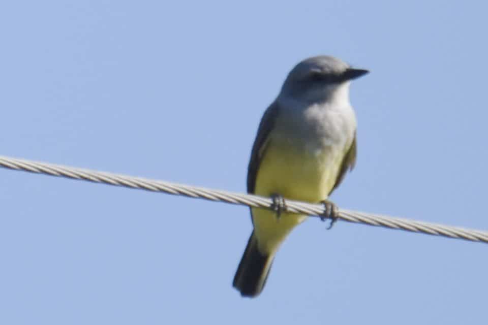 Western Kingbird Bastrop TX