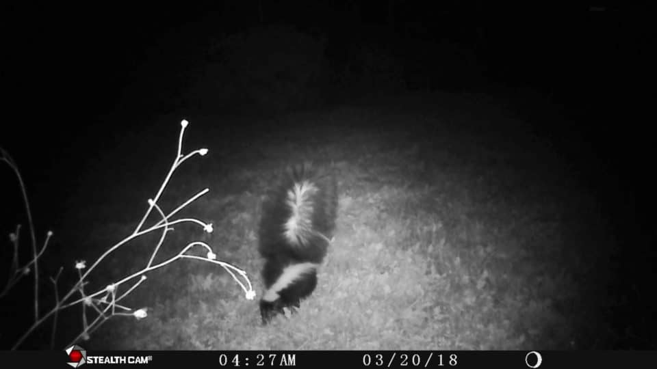 Skunk at Little Piney, Bastrop TX