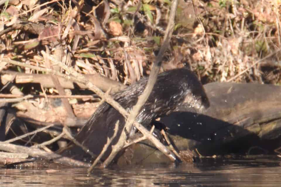 River otter, Bastrop TX