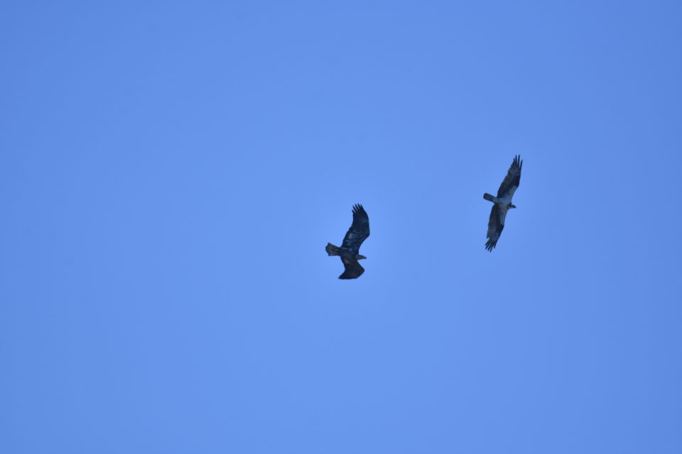 Juvenile Bald Eagle chasing an Osprey in Bastrop Texas