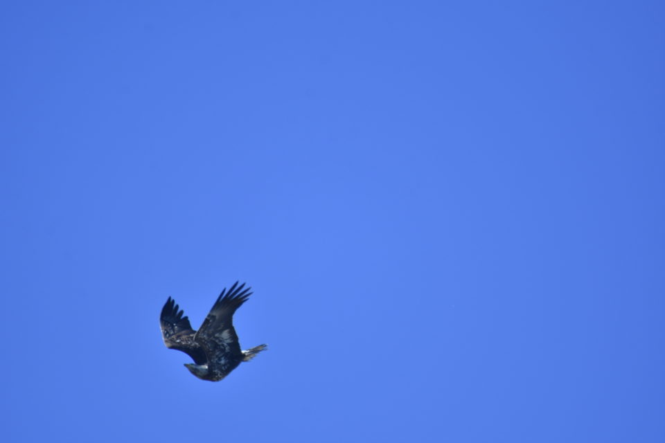 Second Year Juvenile Bald Eagle view of breast and under-wing. Eagle is stealing fish from Osprey in Bastrop TX. He is positioning himself to catch the falling fish.