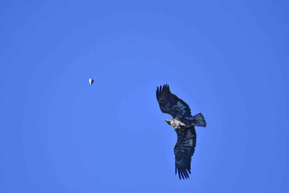 Second Year Juvenile Bald Eagle view of breast and under-wing. Eagle is stealing fish from Osprey in Bastrop TX. He is positioning himself to catch the falling fish.