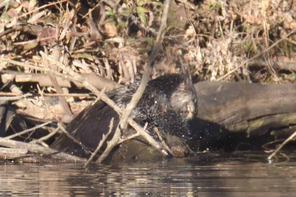 River otter, Bastrop TX