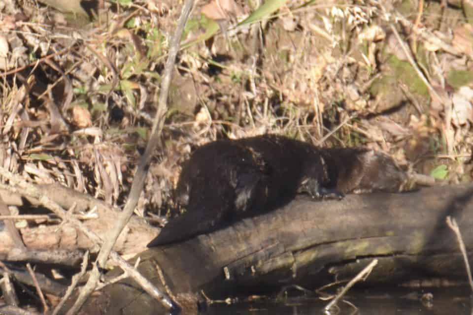 River Otter, Bastrop, TX