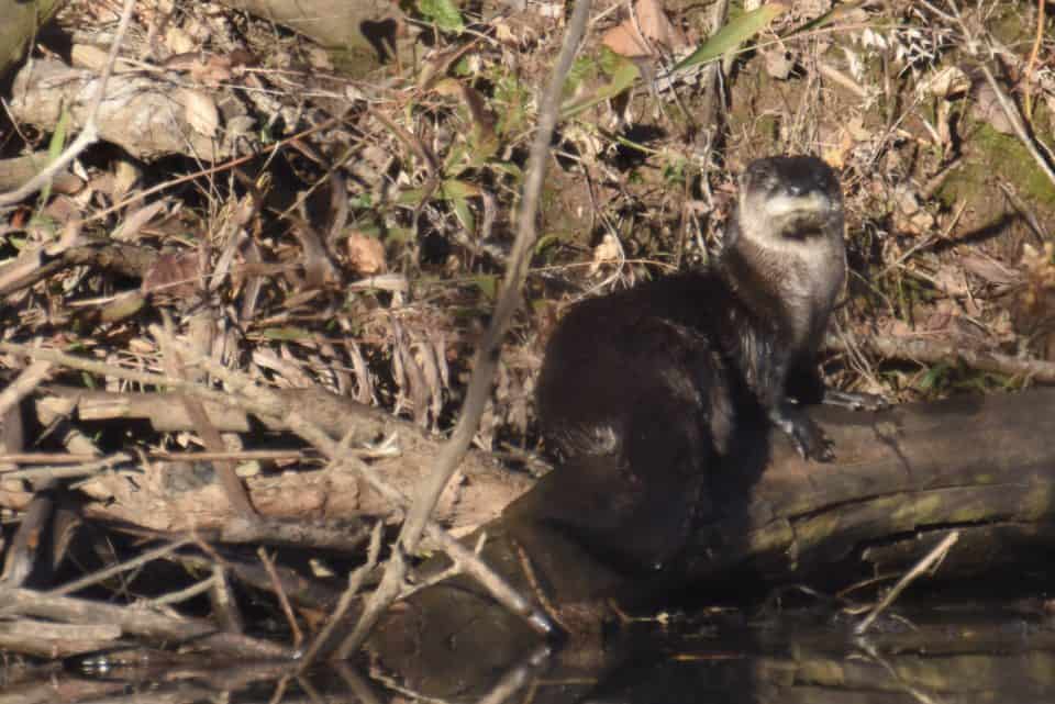 River otter, Bastrop TX