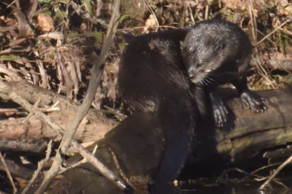 River otter, Bastrop TX