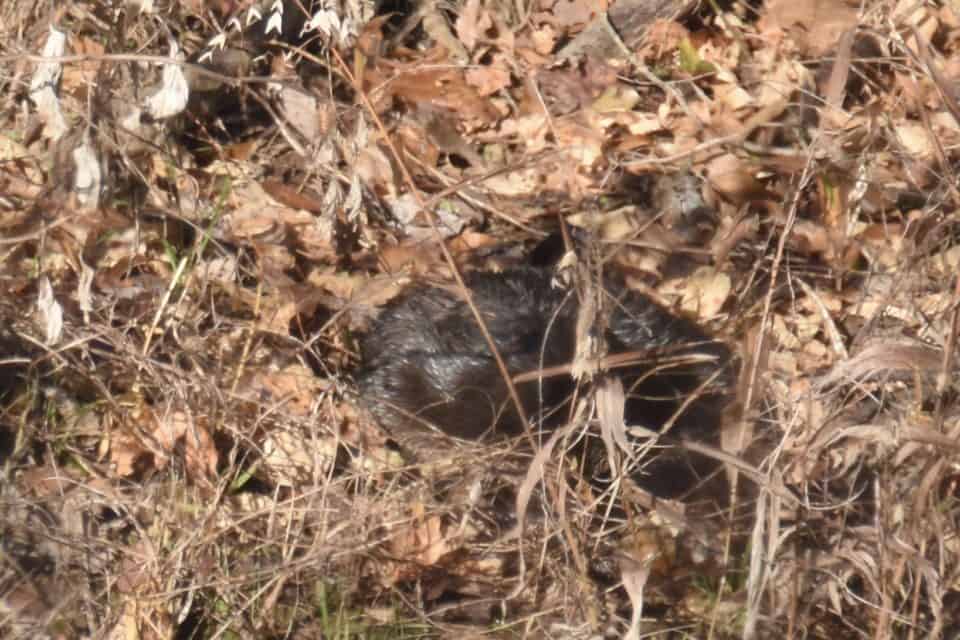 River otter, Bastrop TX