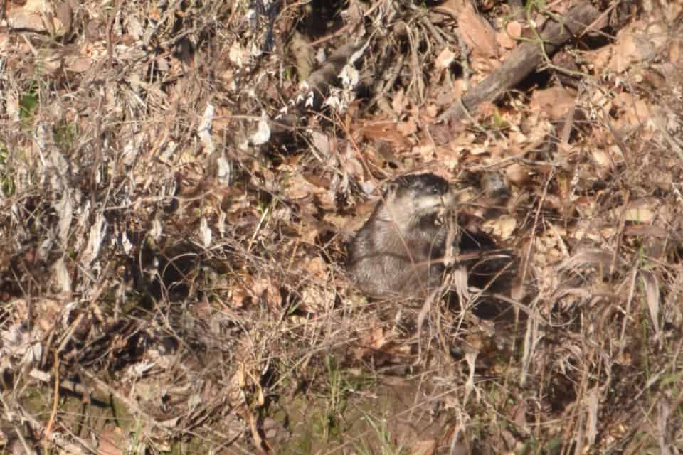 River otter, Bastrop TX