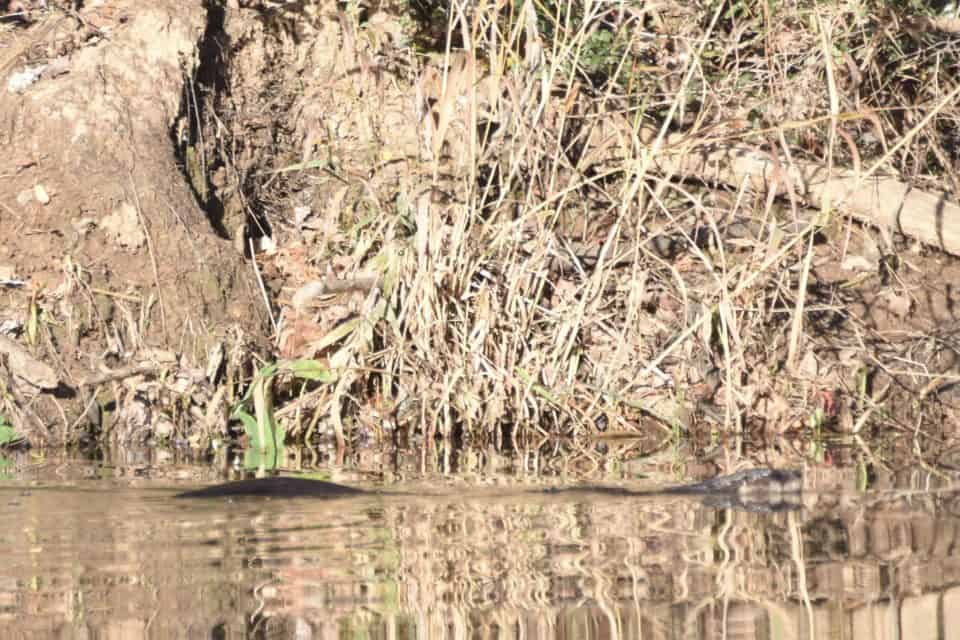 River Otter, Bastrop, TX