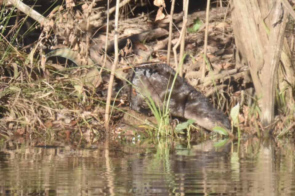 Brown bird in a swamp water side