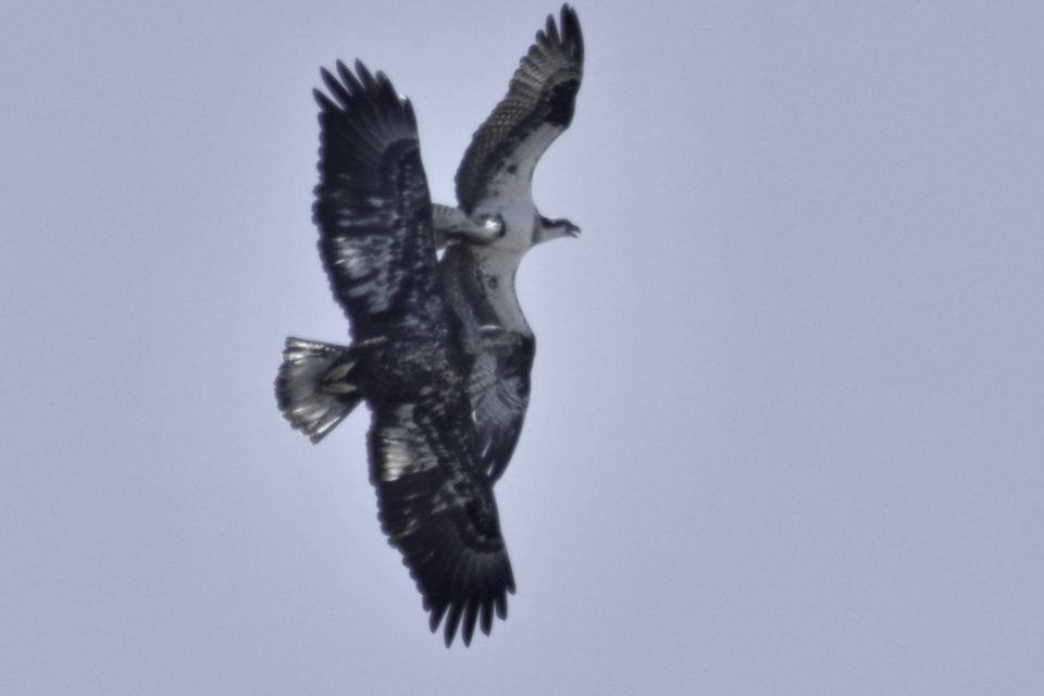Bald Eagle attacking Osprey in mid-air to steal a fish in the sky over Bastrop TX